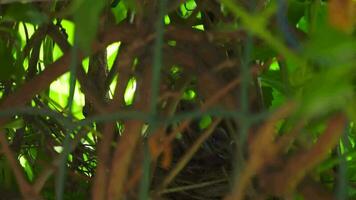 Baby chicks have hatched from an egg and want to eat. Linnet chicks in the nest video