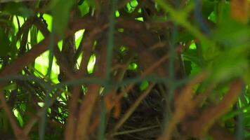 Baby chicks have hatched from an egg and want to eat. Linnet chicks in the nest video