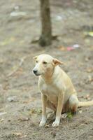 a white stray dog sit on the ground in the public park. photo