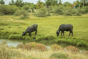 Two buffalo eating grass in a meadow in the countryside of Sri Lanka photo