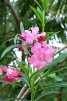 Pink oleander flowers blooming in the garden with rain drops. photo