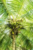 Coconut tree in the garden, Sri Lanka, Asia. photo