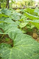 cucurbita maxima planta en vegetal jardín foto