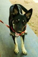 black dog with red collar on the playground, closeup of photo