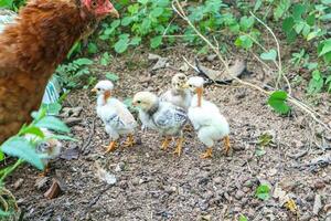 baby chickens and hen on the farm, closeup of photo