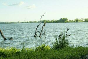 Dead tree on the shore of a lake in the morning light. Anuradhapura, Sri lanka photo