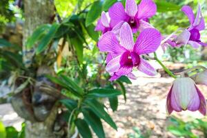 orquídeas flor en tropical jardín, naturaleza antecedentes. foto