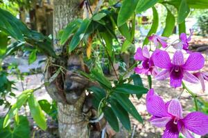 orchids  flower in tropical garden, nature background. photo