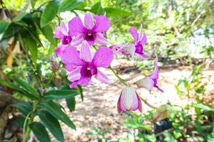 orquídeas flor en tropical jardín, naturaleza antecedentes. foto
