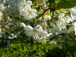 primavera flores de blanco Cereza en un antecedentes de verde follaje. un hermoso, amable imagen de primavera naturaleza foto