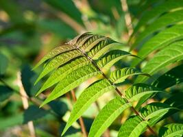 Beautiful green textural clean leaves of Ailanthus altissima plant. Leaves of the heavenly tree photo