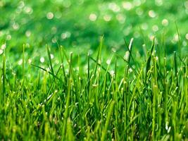 Dense bright green young grass on bokeh background. Texture background. Macro view. Beautiful nature. Pure grass and ecology photo