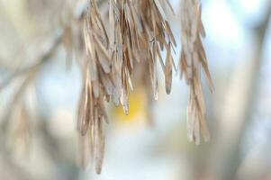 Dry seeds and leaves delicate light yellow and bluish color hanging on a tree branch on a blurred background. Beautiful nature. Ecology photo