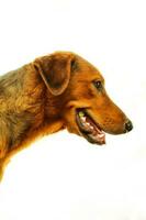 Dachshund dog face side view isolated on white background. Studio shot. photo