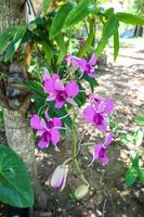 orquídeas flor en tropical jardín, naturaleza antecedentes. foto