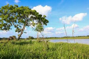 Rice field and tree with blue sky in the countryside of village photo