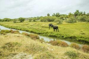 hermosa paisaje de pradera y estanque en el campo de sri lanka foto