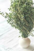 Fresh thyme closeup photo