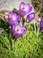 Crocus flowers on the flowerbed photo