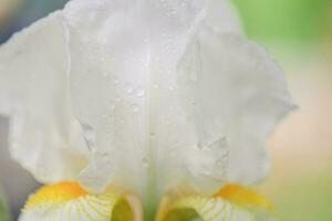 White iris flower close-up on a green background. Macro photo of a flower.