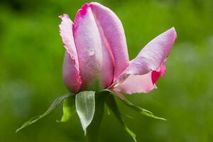 Pink tea rose on a green background. Flower with a drop of water macro photo. photo