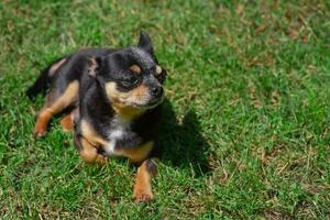 Chihuahua tricolor on the grass. The dog is resting on a walk. photo