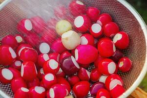 Radishes are washed under running water in a gray colander bowl. photo