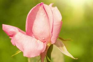 Pink tea rose on a green background. Flower with a drop of water macro photo. photo