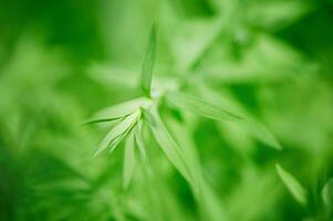 Green leaves thin focal zone and blurred background. Macro photo of a young flax plant.
