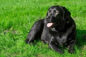 Black labrador retriever lying on green grass. The pet is resting. Portrait of a dog. photo