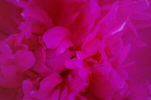 The flower is pink as a background. Peony petals macro photo. photo