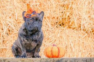 Dog French bulldog tiger color next to a pumpkin. Pet, animal. Halloween concept. photo