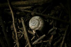 Snail shell on the ground photo