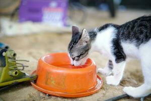 Maine mapache Doméstico gatito Bebiendo agua. pequeño profundidad de campo foto