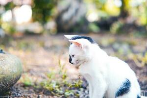 linda pequeño blanco mullido Doméstico gatito en un borroso antecedentes foto