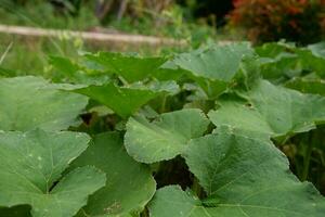 plano laico modelo de miel calabaza hojas planta cucurbita maxima duchesne para antecedentes naturaleza foto