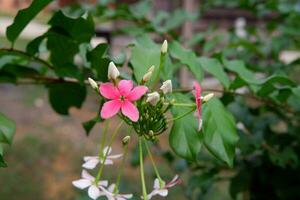 gulp flower or combretum indicum ornamental plant in the garden photo