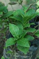 five color leaf plants or hydrangeas in the yard photo