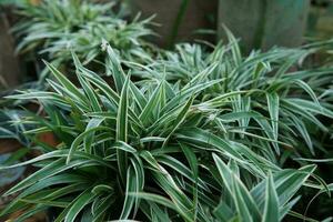 Parisian lily leaf decorative plants or Chlorophytum comosum are suitable for natural backgrounds photo