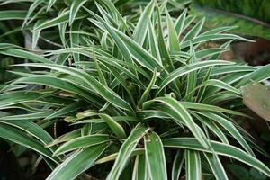 Parisian lily leaf decorative plants or Chlorophytum comosum are suitable for natural backgrounds photo