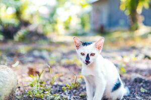 linda pequeño blanco mullido Doméstico gatito en un borroso antecedentes foto