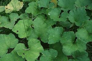 flat lay pattern of honey gourd leaves plant cucurbita maxima duchesne for background nature photo