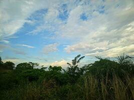 ver de follaje plantas desde el parte superior de el montaña con claro cielo foto