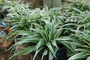 Parisian lily leaf decorative plants or Chlorophytum comosum are suitable for natural backgrounds photo
