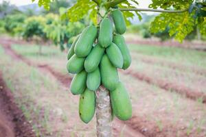 verde papaya Fruta colgando en el árbol con difuminar antecedentes foto