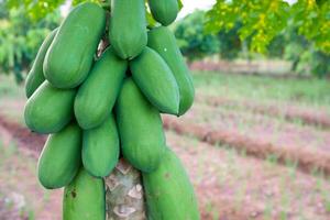 green papaya fruit hanging on the tree with blur background photo