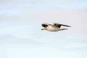 Gaviota pájaro de cerca foto