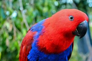 Beautiful colorful bird close-up photo