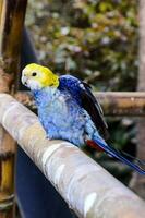 Beautiful colorful bird close-up photo