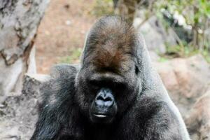 Sad gorilla in the zoo photo